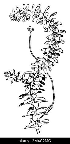 American waterweed, Elodea canadensis,  (botany book, 1910), Wasserpest, élodée du Canada Stock Photo