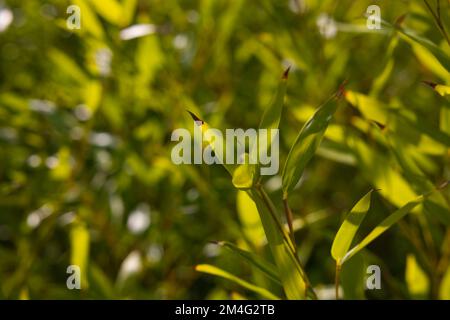 Bamboo leaves in focus. Bamboo leaves background photo in full frame view. Nature concept. Stock Photo