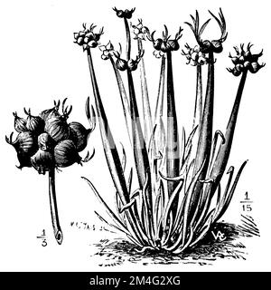 sand leek, Allium scorodoprasum,  (printing pattern book, 1911), Schlangen-Lauch, ail rocambole Stock Photo