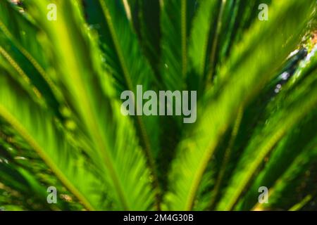 Blurry or defocused sago palm leaves. Decorative plants background photo. Cycas revoluta leaves. Stock Photo