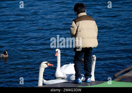 Japanese boy feeding mute swans Cygnus olor. Lake Yamanako. Yamanakako. Yamanashi Prefecture. Fuji-Hakone-Izu National Park. Honshu. Japan. Stock Photo