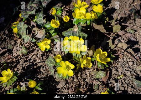 Many delicate yellow flowers of Ranunculus repens plant commonly known as the creeping buttercup, creeping crowfoot or sitfast, in a forest in a sunny Stock Photo