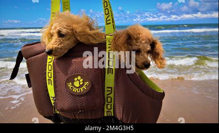 Two dogs. Apricot color toy poodles in a carry bag. Stock Photo