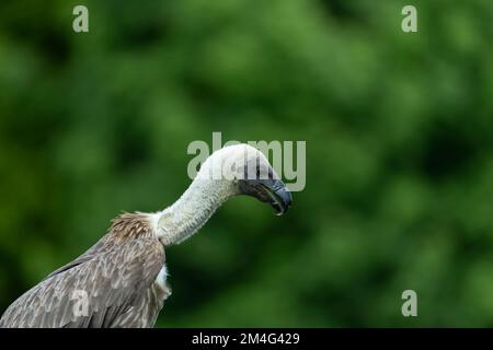 African white-backed vulture Gyps africanus (captive), immature portrait, Hawk Conservancy Trust, Andover, Hampshire, UK, May Stock Photo