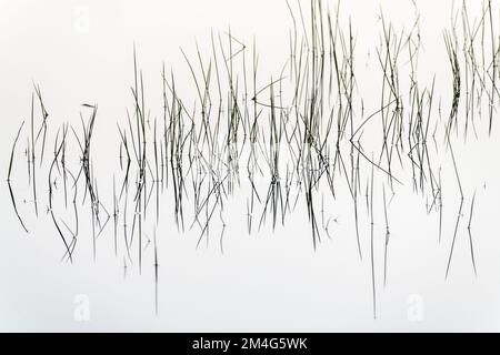 Silhouetted blades of grass rising above the perfectly still water of a lake and reflected on the water surface. Stock Photo