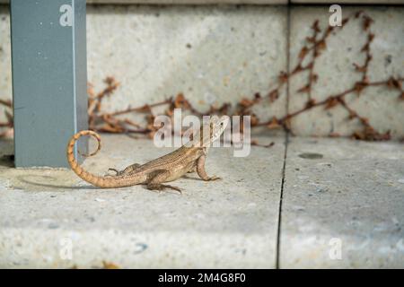 Curly tailed lizard on a concrete pavement close-up view- Miami, Florida. Selective focus shot of a lizard near the gray pillar on the left against th Stock Photo