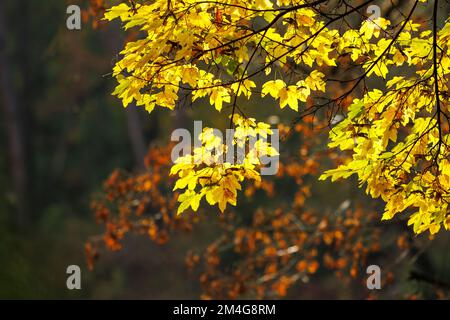 Autumn leaf color. Yellow maple leaves in forest. Colorful tree in fall season Stock Photo
