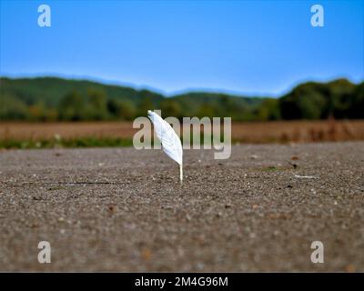 Feather. Ready to take off... Stock Photo