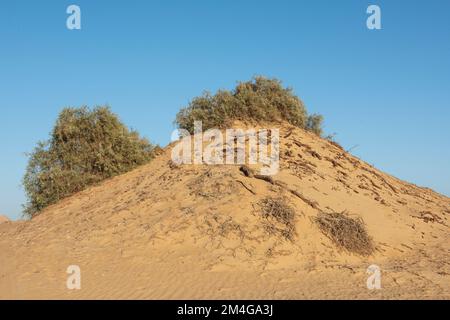 Landscape scenic view of desolate barren western desert in Egypt with bushes on sand dunes Stock Photo