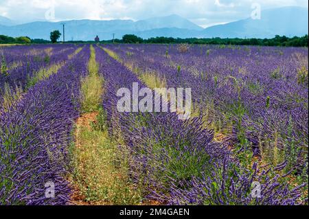 Overview of a lavender field in southern france. Stock Photo