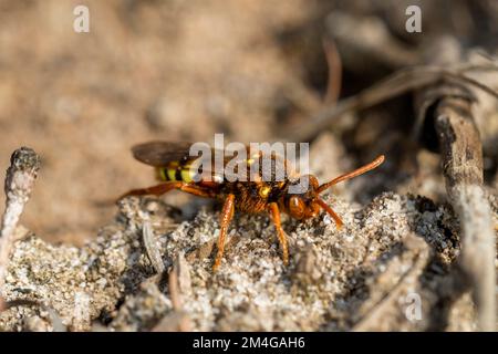 digger wasps, hunting wasps (Sphecidae, Sphegidae), lurking for prey on sandy ground, side view, Germany, Bavaria Stock Photo