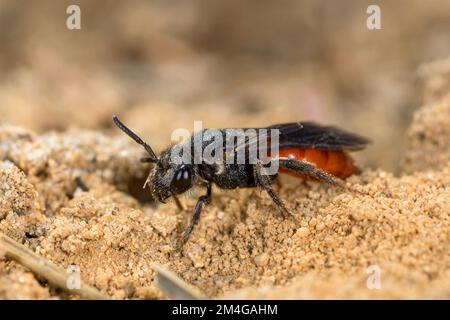 digger wasps, hunting wasps (Sphecidae, Sphegidae), lurking for prey, side view, Germany, Bavaria Stock Photo
