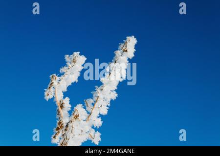 frost and snow at a branch in winter, Austria Stock Photo