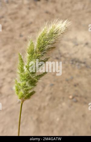 annual beard-grass, rabbitfoot polypogon (Polypogon monspeliensis), panicle, Canary Islands, Fuerteventura Stock Photo
