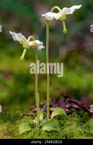 One-flowered pyrola, Woodnymph, One-flowered wintergreen, Single delight, wax-flower (Moneses uniflora), blooming, Italy, South Tyrol, Dolomites Stock Photo