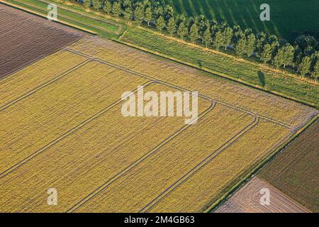 Field scenery at the Hedwigepolder, aerial view, Belgium, Antwerp Stock Photo