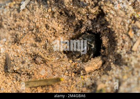 digger wasps, hunting wasps (Sphecidae, Sphegidae), spreading jaws at the tube entrance, Germany, Bavaria Stock Photo