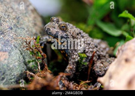 yellow-bellied toad, yellowbelly toad, variegated fire-toad (Bombina variegata), in its biotop, Germany, Bavaria Stock Photo