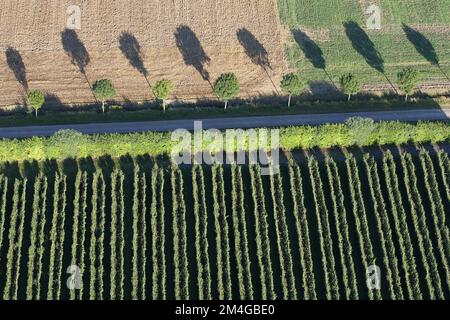 Hedwigepolder, aerial view, Belgium, Antwerp, Hedwigepolder Stock Photo