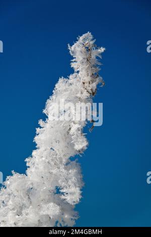 frost and snow at a branch in winter, Austria Stock Photo