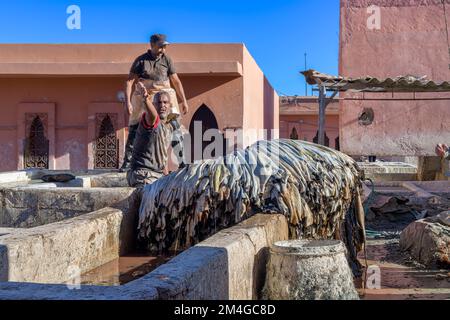 The tanneries in the outskirts of Marrakech. Murdered animals are skinned while still warm, then de-furred, soaked in vats of bird poo to soften them. Stock Photo