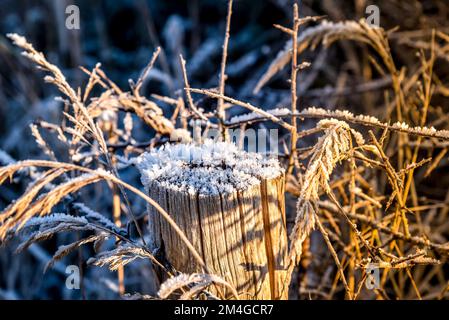 Den Helder, Netherlands. December 2022. Wooden pole with hoarfrost. High quality photo Stock Photo