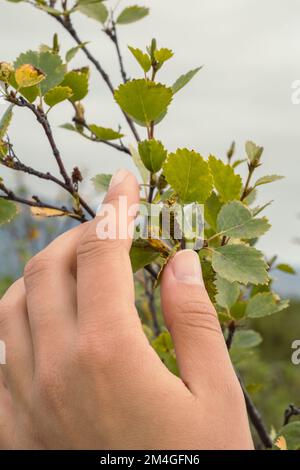 Close up woman touching birch branches concept photo Stock Photo