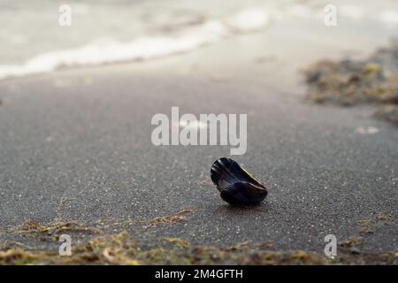Close up small open shell on surfline concept photo Stock Photo