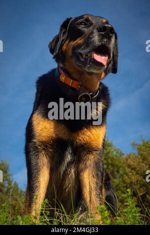 Beautiful mix breed dog in the forest - Mix between Beauceron and Labrador Stock Photo