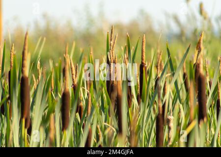 A field of tall grass. High quality photo Stock Photo