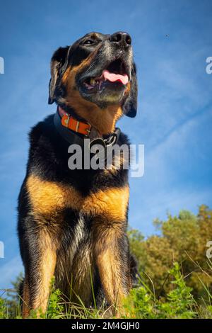 Beautiful mix breed dog in the forest - Mix between Beauceron and Labrador Stock Photo