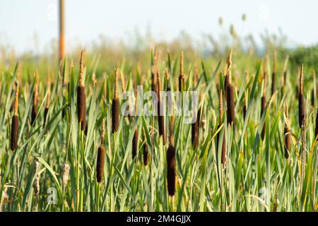 A field of tall grass. High quality photo Stock Photo