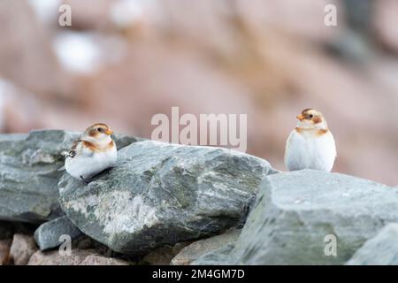 Snow bunting Plectrophenax nivalis, perched on wall, Cairngorm Ski Centre, Highlands, Scotland, UK Stock Photo