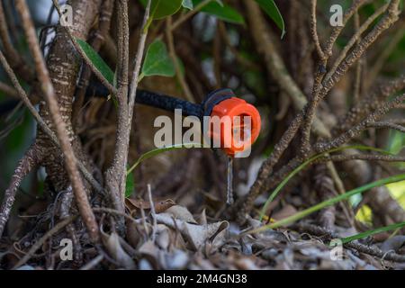 Green plant growing in the drip system. Sprinkler systems, drip irrigation. Water saving drip irrigation system being used in an organic farming field Stock Photo