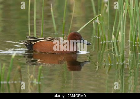 male Cinnamon Teal (Spatula cyanoptera) in a cattail marsh, Yolo County California Stock Photo