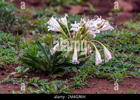 River crinum (Crinum macowanii) from Zimanga, South Africa. Stock Photo