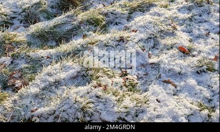 Thin covering of snow on grass, with backlighting from sun Stock Photo