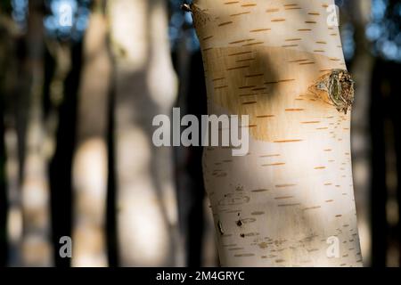 Close-up of white birch bark, interesting texture of the surface of the tree. Stock Photo