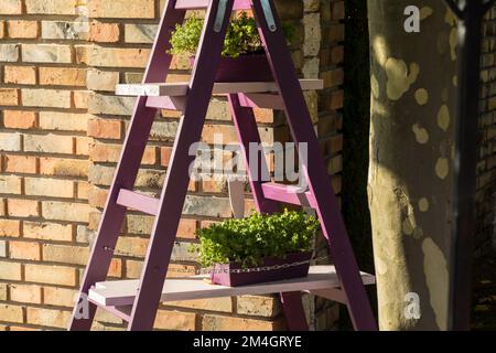 A purple painting ladder as a stand for pots with plants. Stock Photo