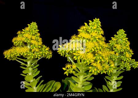 Fotografía macro de las flores de Aeonium arboreum, flores en racimos que emergen de las rosetas de esta suculenta. Amarillas y estrelladas Stock Photo