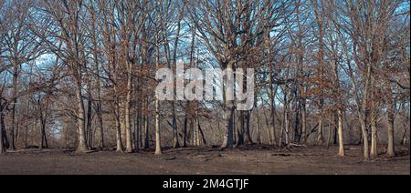 Leafless oak trees still stand after a prescribed burn at a prairie edge. Stock Photo