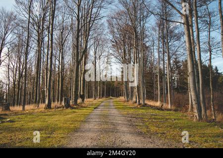 Wonderful forest path leading through beech forests from which the leaves fall during the autumn season. Beskydy mountains, Czech republic. A piece of Stock Photo