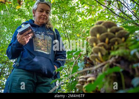 Mushroom forager trying to identify wild mushrooms in the forest with identification book - Mushroom picking and mushroom foraging Stock Photo