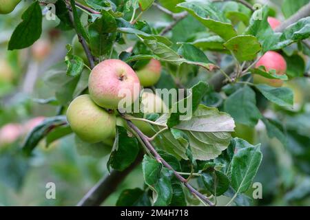 Malus domestica Brown's Apple, apple 'Brown's Apple', Malus domestica 'Brown's', Cider apples growing tree Stock Photo