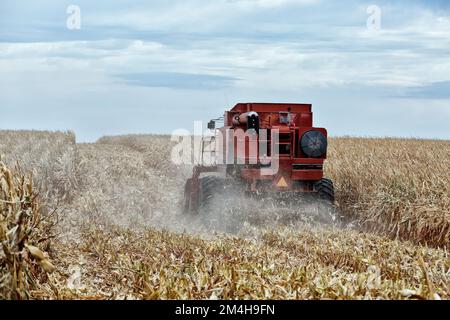 Case International 1680, harvesting mature yellow corn crop 'Zea mays',  grain header,  Norton County, Kansas. Stock Photo