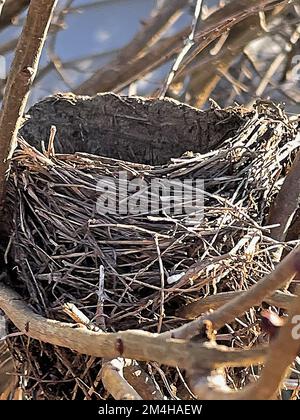 Empty bird nest snuggled among branches in bush during winter season Stock Photo