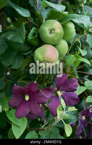 Purple flowers of Clematis viticella Etoile Violette growing through a Bramley apple tree. Stock Photo