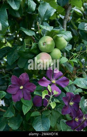Purple flowers of Clematis viticella Etoile Violette growing through a Bramley apple tree. Stock Photo