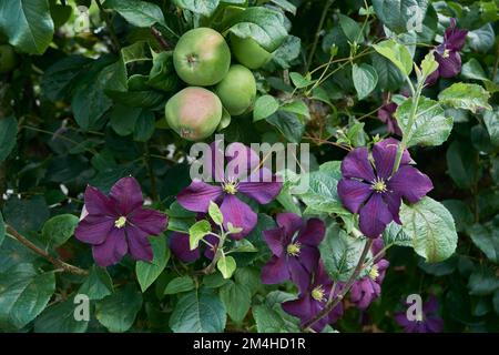 Purple flowers of Clematis viticella Etoile Violette growing through a Bramley apple tree. Stock Photo