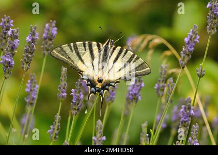 Scarce Swallowtail, Iphiclides podalirius Feeding on lavender Caroux Espinouse Natural Reserve, France Stock Photo